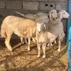 غنم بيشيات صنف وفاخرة وضان للبيع