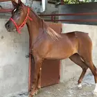 خيل