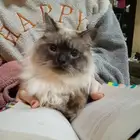 قط ذكر للتزاوج مجانا male cat for mating
