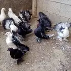 حمام رقاص