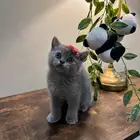 قطه سكوتش ستريت