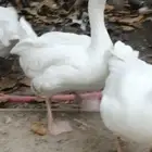 وز للبيع هجين مفتل سيباستبول