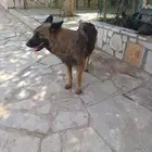 الرياض المزاحمية