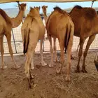 لتجار الجمله والملاحم قعدان وتيوس باسعار منافسه جدا