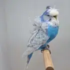 جوز بادجي هوقو مستوى قوي
