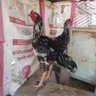 دجاج سندي غبشاني
