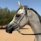 مهره مكس جمال
