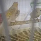 مجموعة كناري العرض لفتره محدوده