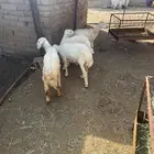 بهم للبيع
