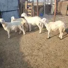 تلي رخل 3 وحرف حري