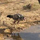 ديك ودجاجة سندي