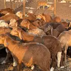 طليان سواكني حمري