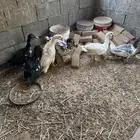 ذكور بط