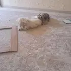 كلاب للبيع