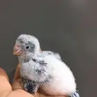 فرخ كويكر ازرق