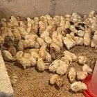 للبيع صوص
