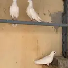 للبيع فرخ صنعاوي غر ابوشيبه