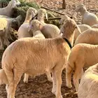 بهم للبيع العدد30