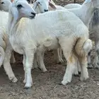 طليان ذبائح