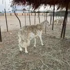 خروف صنف للبيع