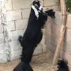 تيوس