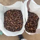 تمر علف للحلال