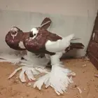 نفاخ مسوبع