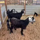 معزاء متابيع