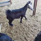 جفار طيبة