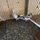 قطايف نمش للبيع