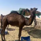مفرود سمين فل الموقع صلاصل