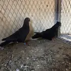 قطايف للبيع