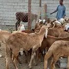 طليان حمري سواكني