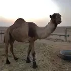 جمل طيب اصفر سنه تام على جميع اشروط تواصل وتسب