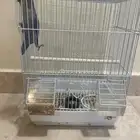 ببغاء روز ازرق