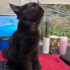 قطو للتبني