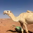 فحل للبيع