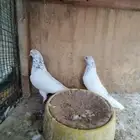 جوزين حمام باكستاني