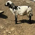 للبيع فران