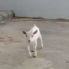 ماعز قزم للبيع العمر شهرين