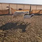 حريه مطفل معهاء رخل