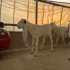 جفار مطوره العدد 10 خصم الخصم