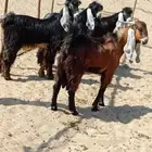 فحول عوارض جذعات صنف الصنف