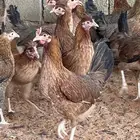دجاج عربي اصيل