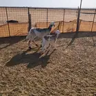 حريه جذعه مطفل