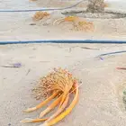 علف قنيان التمر للغنم