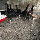 فروخ سندي (تم البيع)