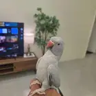 دره اليفه هولندي