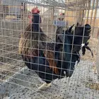 ديك بلدي طيب