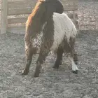 رخلة نعيمية للبيع